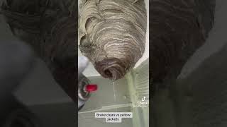 Brake cleaner vs hornets nest hornet hornets wasp asmr yellowjackets infestation insectnest [upl. by Eirojram]