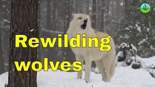 Wolves rewilding and rivers George Monbiot Rewilding Britain documentary video for youtube [upl. by Arem287]