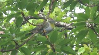 Yellowfooted amp Thickbilled Green Pigeon Mae Ping National Park Thailand 19 Sept 2024 [upl. by Denten]