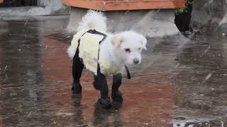 Waterproof Dog Shoes – NonSlip Outdoor Protection [upl. by O'Neil]