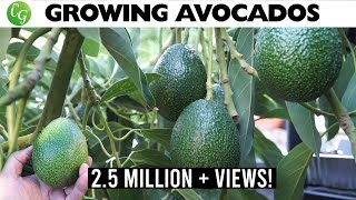 🥑The Best Avocados to Grow in Your Garden No More Growing Avocado from Seed [upl. by Enaamuj]