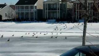 Geese Landing on Frozen Lake [upl. by Meridith]