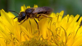 Halictus rubicundus the orangelegged furrow bee [upl. by Haibot]