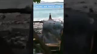 Nagtanggal ng isda sa pokot shorts kulot viral buhayprobinsya fish fishing satisfying [upl. by Guinna]