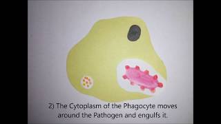 GCSEALEVELUNIVERSITY BIOLOGY Phagocytosis in 5 easy steps [upl. by Lladnek]