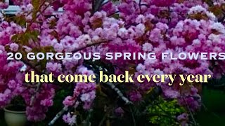 20 Gorgeous Spring Flowers that come back every year uk [upl. by Currier]