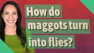 How do maggots turn into flies [upl. by Absalom]