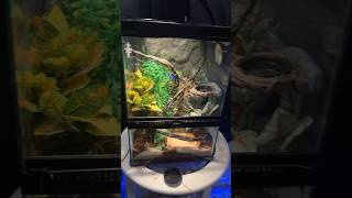 Terrarium transformed 🙌 youtubeshorts crestedgecko reptiles gecko terrarium animals shorts [upl. by Amethist]