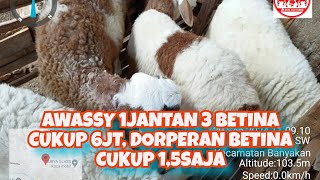 AWASSY 1 JANTAN 3 BETINA CUKUP 6JT DORPERAN BETINA CUKUP 15SAJA SAHABATDOMBA [upl. by Agbogla]