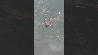 Active and Energetic Turtle Swimming Happily at the Pond shortvideo juronglakegardens testudines [upl. by Atolrac]