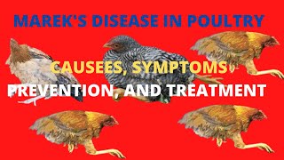 Mareks Disease in Poultry How To treat Mareks Disease [upl. by Olsen299]