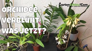 Was mache ich mit verblühten Orchideen  Alles über Orchideen 20  Gartenschlaucom [upl. by Goldner]