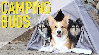 CAMPING WITH BUDDIES  Topi the Corgi [upl. by Mansur]