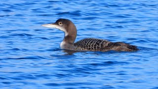 Great Northern Diver RedNecked Grebe RingNecked Duck in LisvaneLlanishen Reservoirs [upl. by Karim]