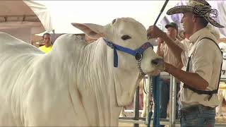 Feria Malocas 2024 Villavicencio [upl. by Dermot307]