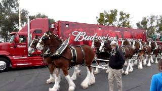 Clydesdales at Fairfield AnheuserBusch Brewery [upl. by Comras]