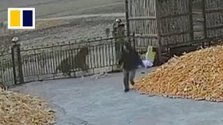 Chinese villager narrowly escapes wild tiger attack [upl. by Sheepshanks]