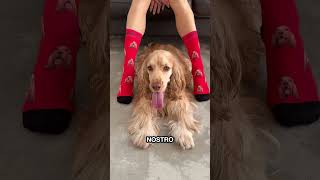 Luna Socks I calzini personalizzati con il tuo cane [upl. by Averill]