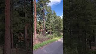 Wilderness Ponderosa Pines [upl. by Larimore]