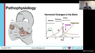 Pyometra  Uterus infection in dogs  Saint Matthews University School of Veterinary Medicine [upl. by Kroy386]