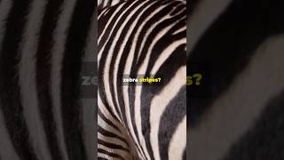 Mystery of Zebra Stripes exactdetails facts [upl. by Erminie]