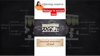 Internal structure of leaf🌿🌿shortstrendingviralvideo [upl. by Schuler]