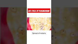 Malarial etiology Life cycle of Plasmodium  Malarial parasite Malaria [upl. by Kessiah664]