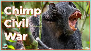 The INSANITY of the Gombe Chimpanzee War [upl. by Nal]