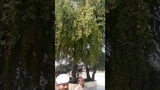 Gur Dawara sucha Sahib Part 3shortsvideo [upl. by Arrakat]