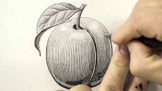 Scratchboard Illustration of a Plum for a Jam Label [upl. by Ecnedac578]