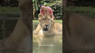 Liger The Biggest Catfactsytshorts [upl. by Eivlys]