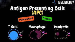 Antigen Presenting Cells Bcells Macrophage Dendritic Cell  Immunology [upl. by Yrrah]