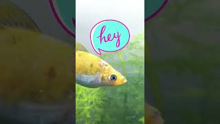 Red eye Tetra looks like Piranha shorts shortvideo goldenbloom redeyetetra [upl. by Kirit]