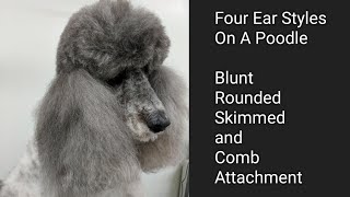 Four Ear Styles on a Poodle [upl. by Elvin]