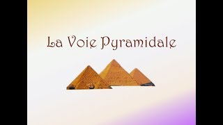 Neurofacile 1  La Voie Pyramidale [upl. by Ynnos]