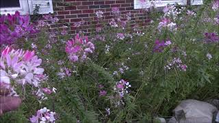 Cleome SpinosaHassleriana properties and uses [upl. by Oiludbo]