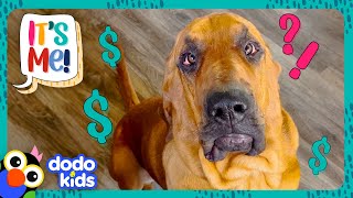 Can This Bloodhound Find His Mom And 100 Worth Of Toys  Dodo Kids  It’s Me [upl. by Iona]