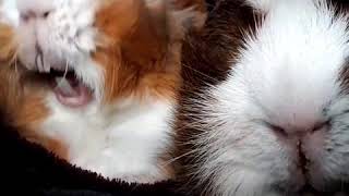 Guinea pig cute moments yawning and stretching [upl. by Francie]