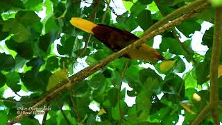 Olive Oropendola  Pantiacolla Lodge Manu national Park [upl. by Annodahs]