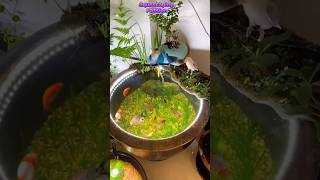 This Aquascaping Idea is So Peaceful Birds amp Fish [upl. by Enileoj]