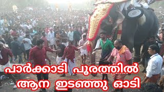 പാർക്കാടി പൂരത്തിൽ ആന ഇടഞ്ഞു ഓടിKerala elephant ll Parkkadi Pooram 2024 [upl. by Tobi465]