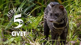 What exactly is the Civet and where is it from  AFRICAS LITTLE 5 [upl. by Jud]