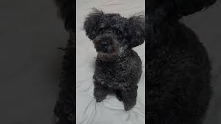 black toy poodle dog toypoodle black [upl. by Nosae]