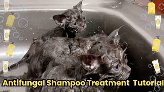 Treating Fungal Infections in Cats Antifungal Shampoo Bath Tutorial [upl. by Lilias942]