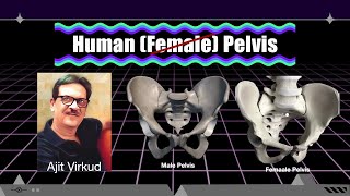 Human Pelvis [upl. by Dleifrag]