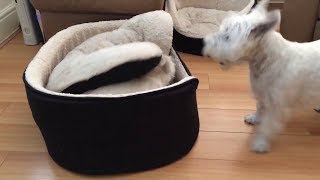 West Highland Terriers engage in hilarious game of peekaboo [upl. by Villada637]