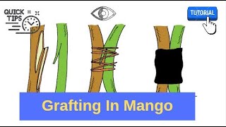 Grafting in Mango Tree  Inarching  Vegetative Propagation in Mango by Nepali agriboy [upl. by Suravat]