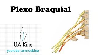 Plexo Braquial  Anatomía [upl. by Kikelia541]