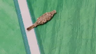 Ive never seen this like this before but I search it and found out Case Bearing Moth Larvae [upl. by Mikkanen]