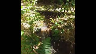 Fish Pond Feeding at The Perdomo Farm  092524 [upl. by Amo147]